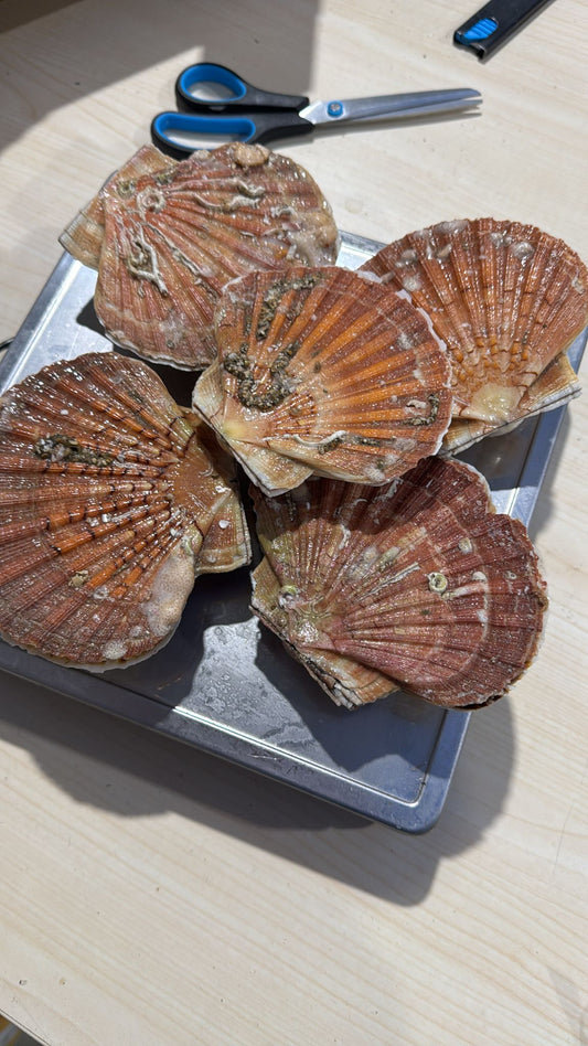 Sint-Jacobsschelpen Frankrijk 1 kg