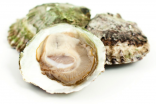 Zeeuwse Platte Oester 4/0 per 12
