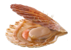 Sint-Jacobsschelpen Frankrijk 1 kg
