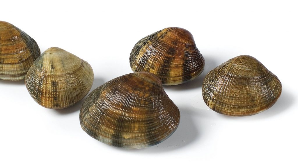 Vongole 1kg VERS